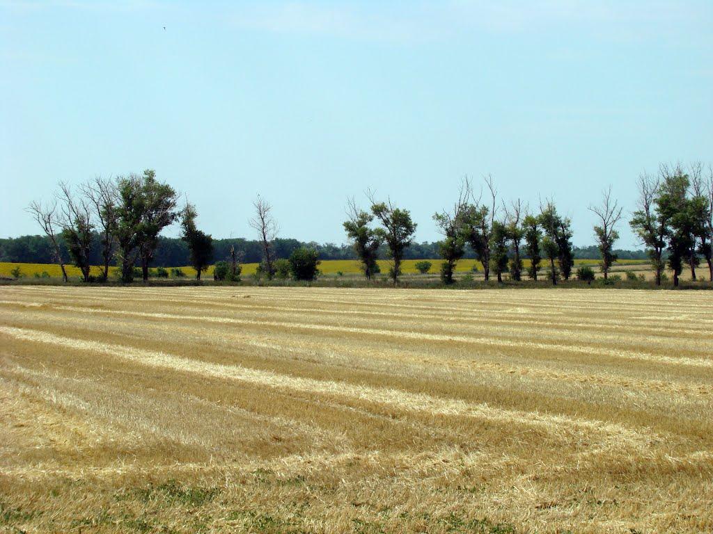 Лисогірка з panoramio.com - Lysogirka