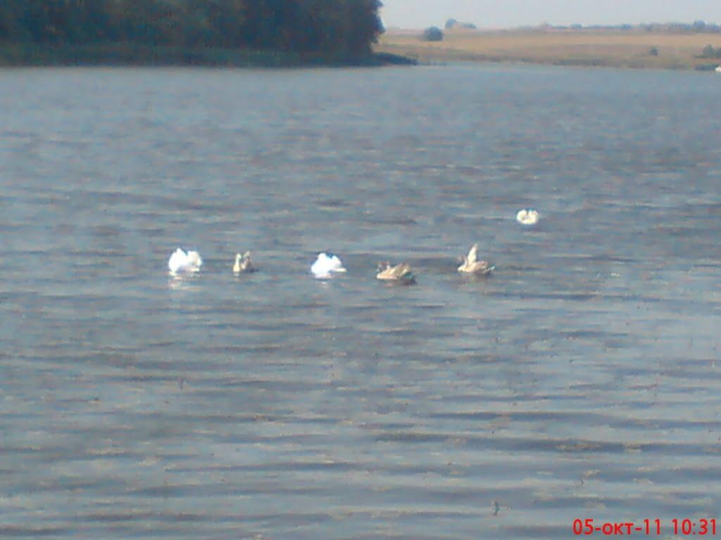 Полонне з panoramio.com - Полонне