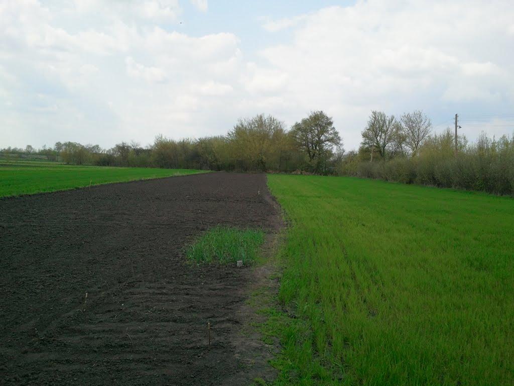 Рябина з panoramio.com - Рябина