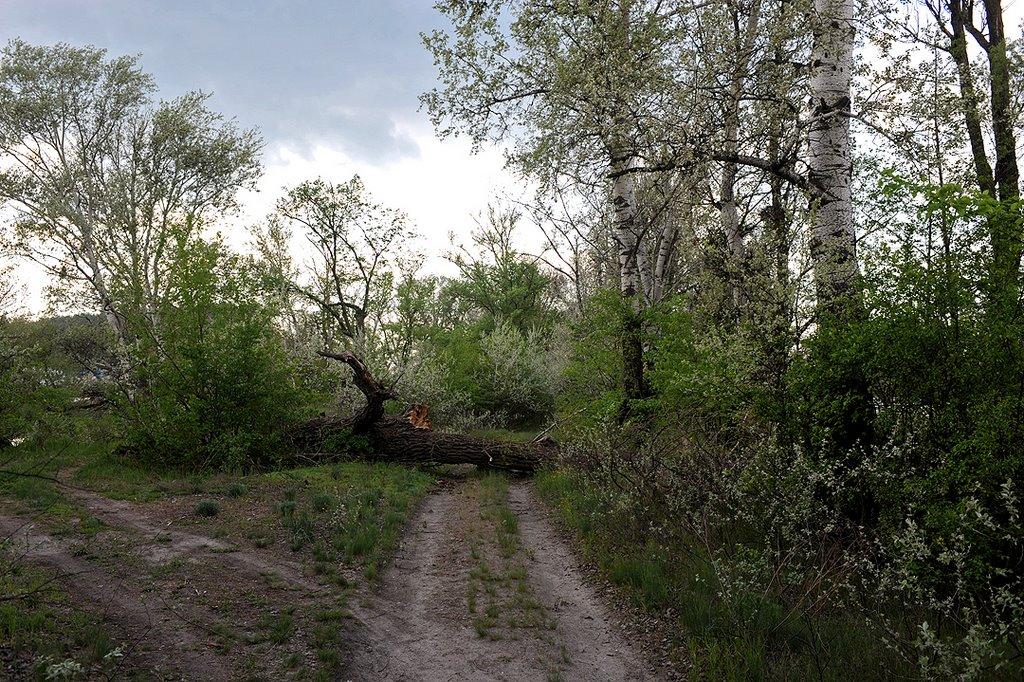 Богородичне з panoramio.com - Богородичное
