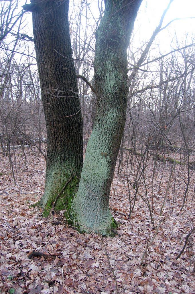 Муратове з panoramio.com - Муратово