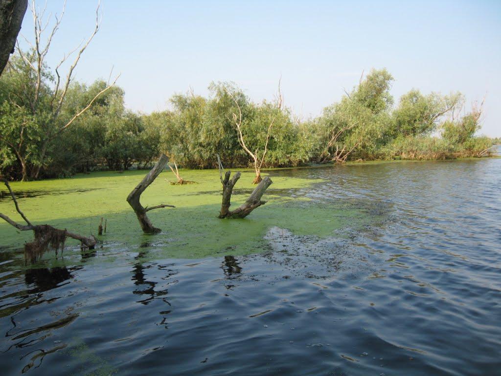 Дунайське з panoramio.com (ч.2) - Дунайское