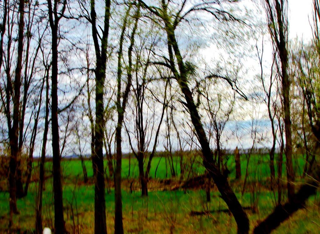 Салиха з panoramio.com - Салиха