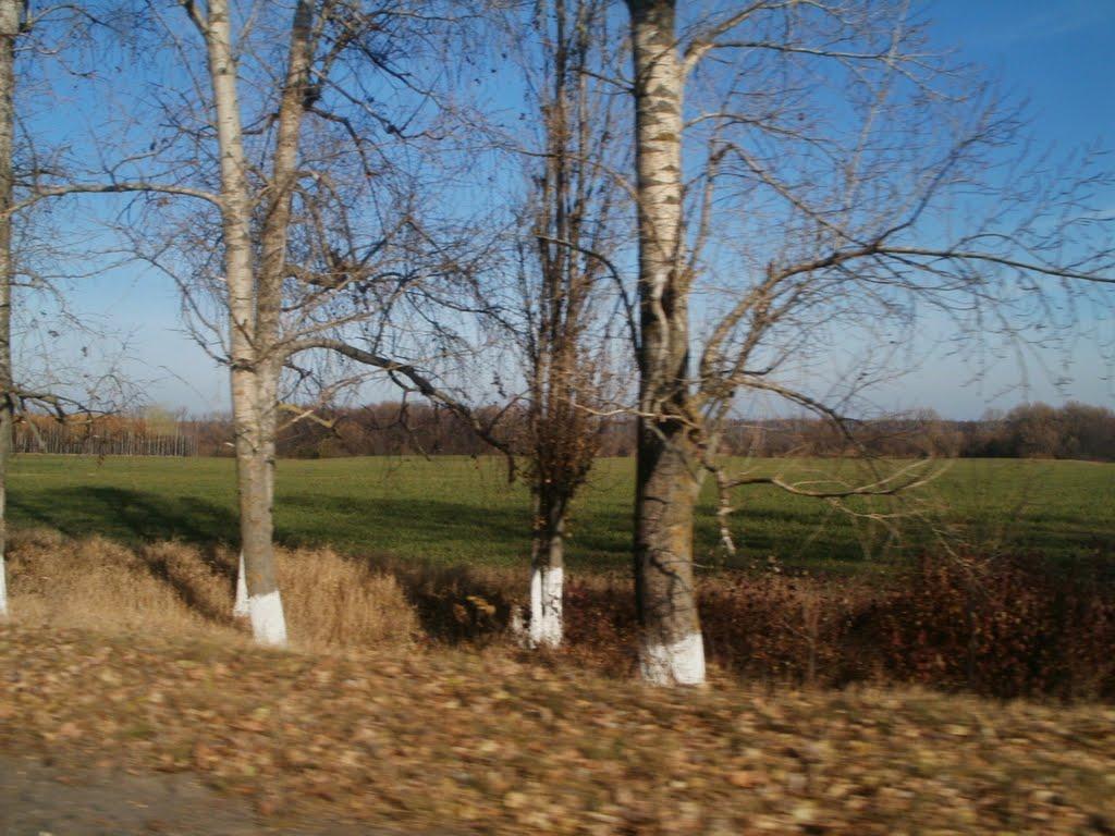 Цвіліхівка з panoramio.com - Цвіліхівка