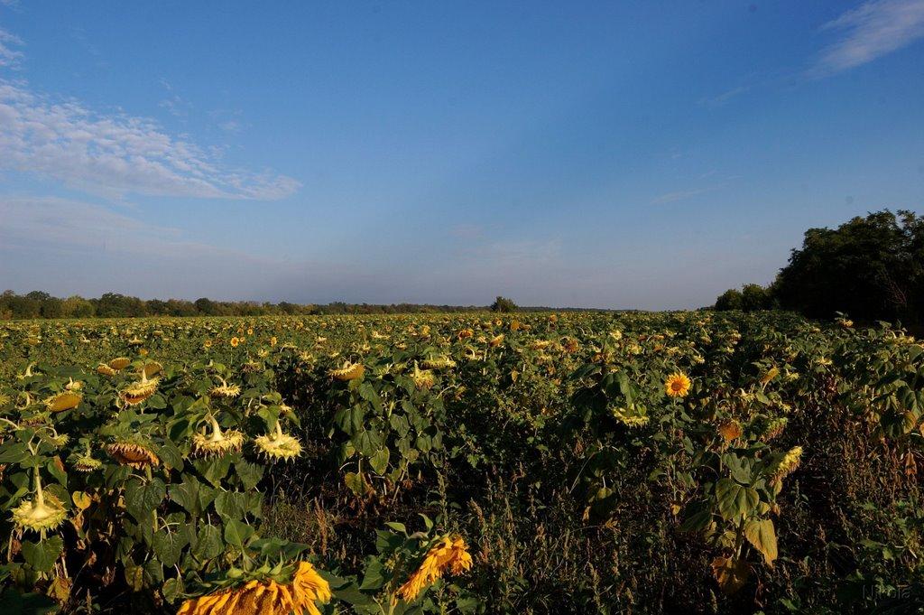 Весела Гора з panoramio.com - Весела Гора
