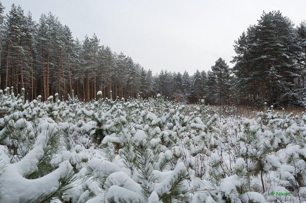 Осколонівка з panoramio.com - Осколонівка