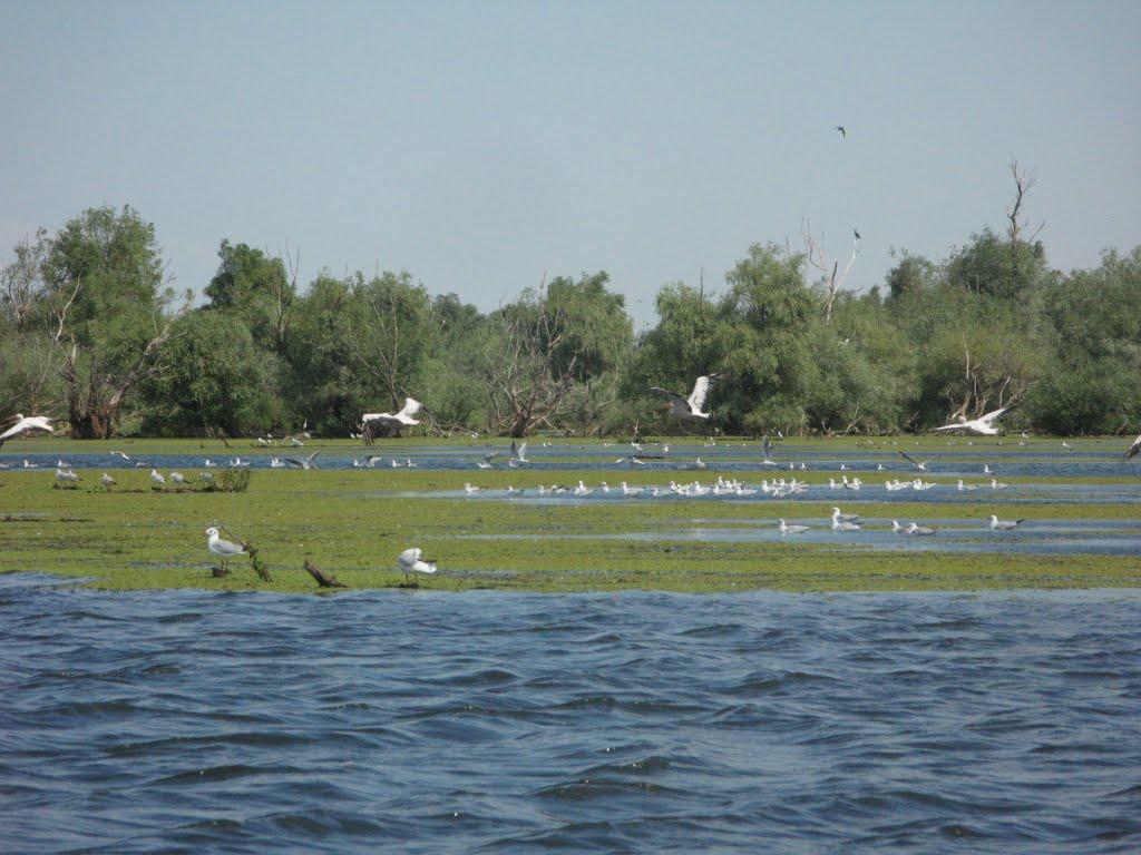 Дунайське з panoramio.com (ч.2) - Дунайское