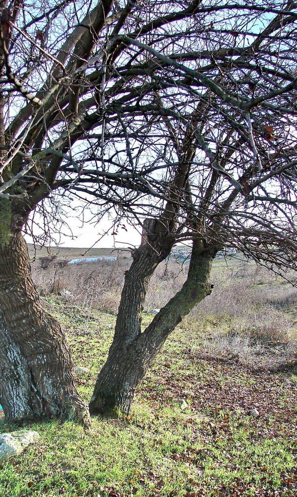 Окунівка з panoramio.com - Окуневка