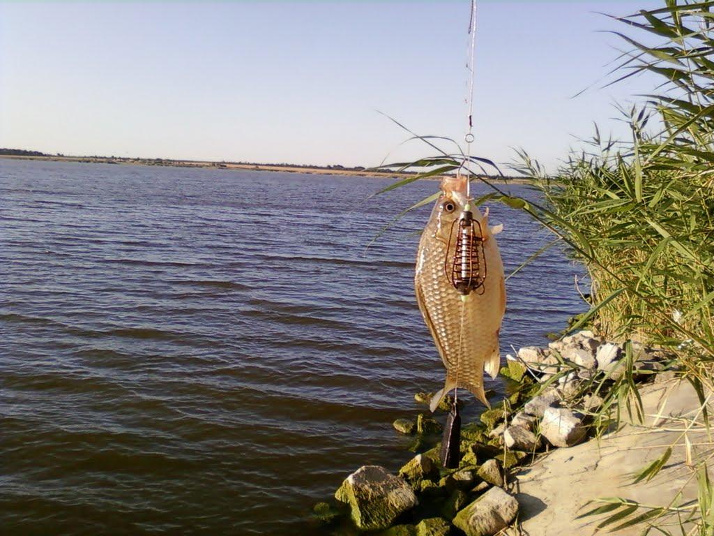 Ставки з panoramio.com - Ставки