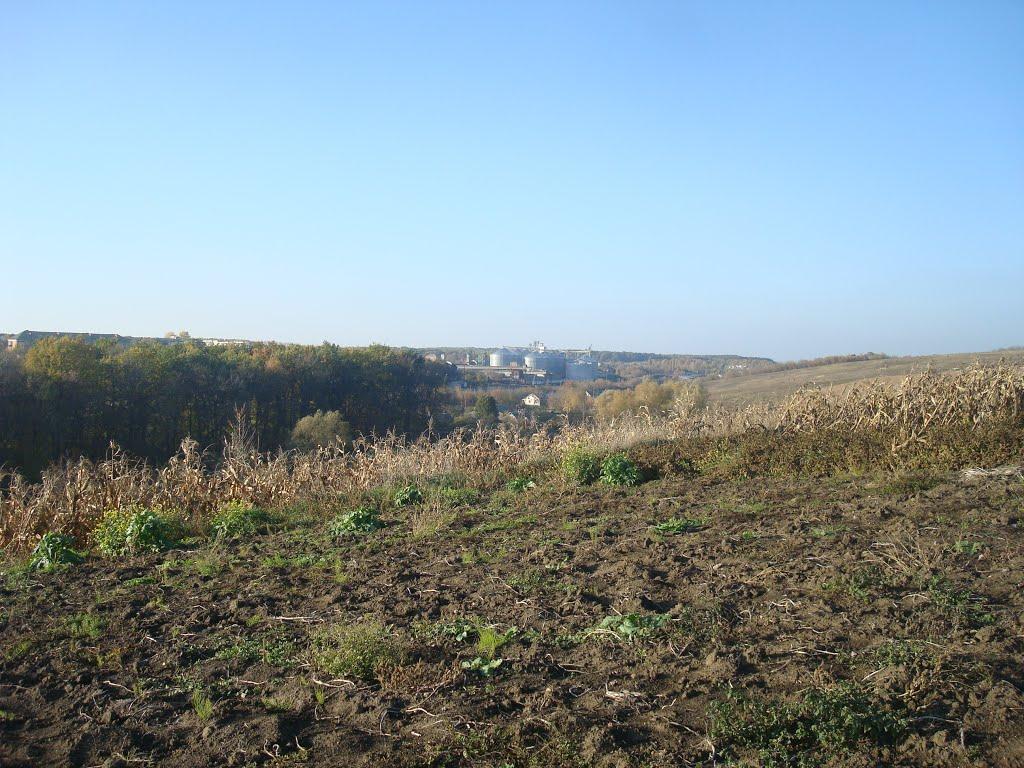 Томашівка з panoramio.com - Томашівка