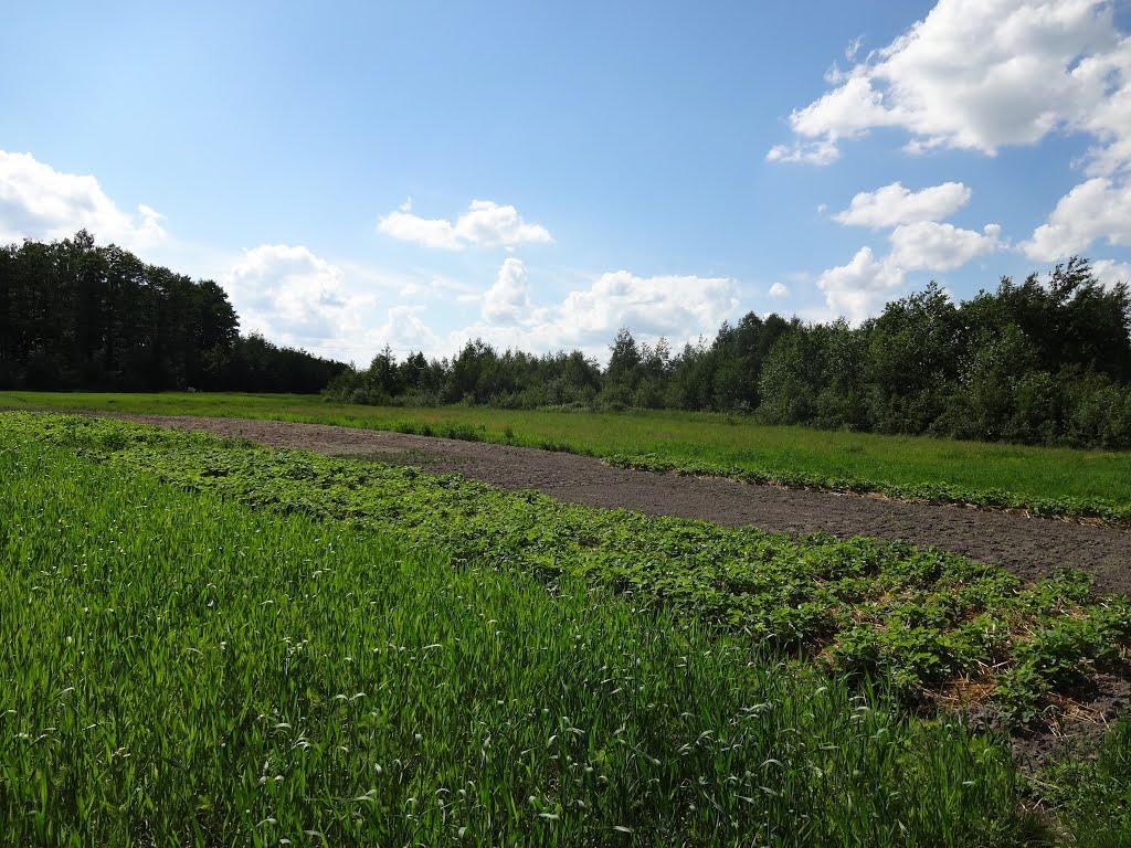 Писарівка з panoramio.com - Писарівка