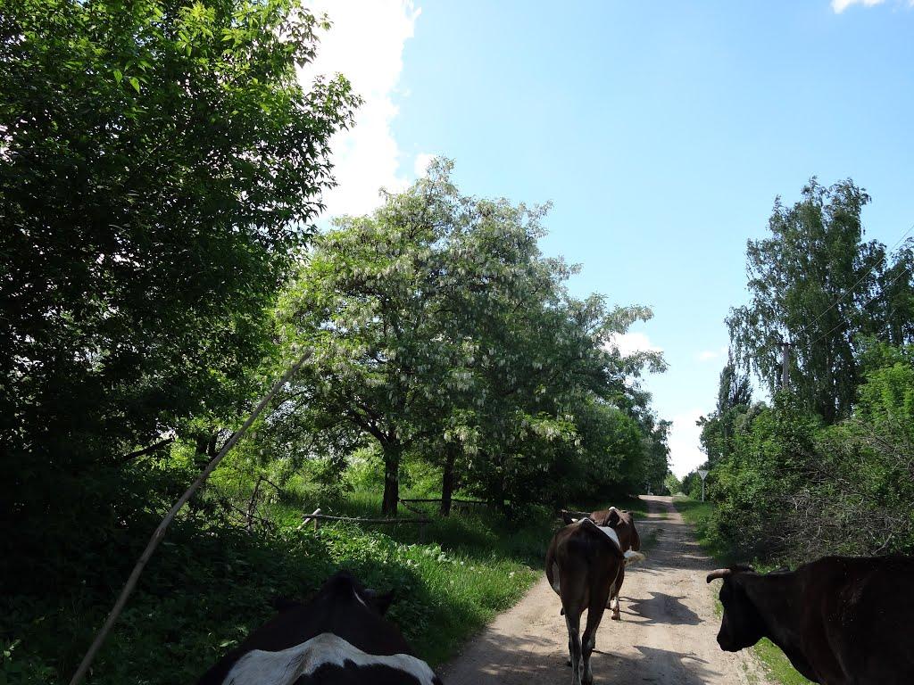 Писарівка з panoramio.com - Писарівка