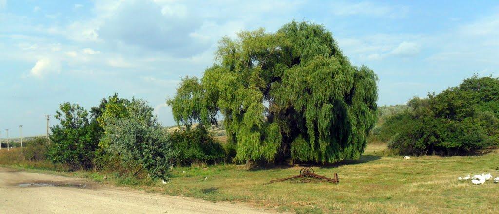 Сухувате з panoramio.com - Сухувате