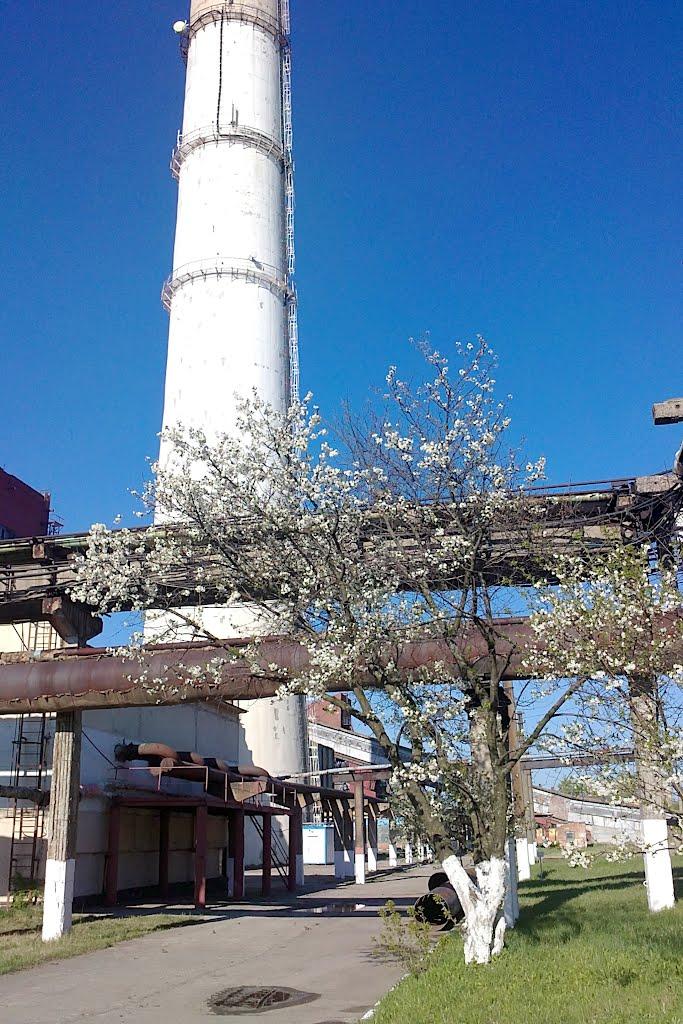 Верхня з panoramio.com - Верхня