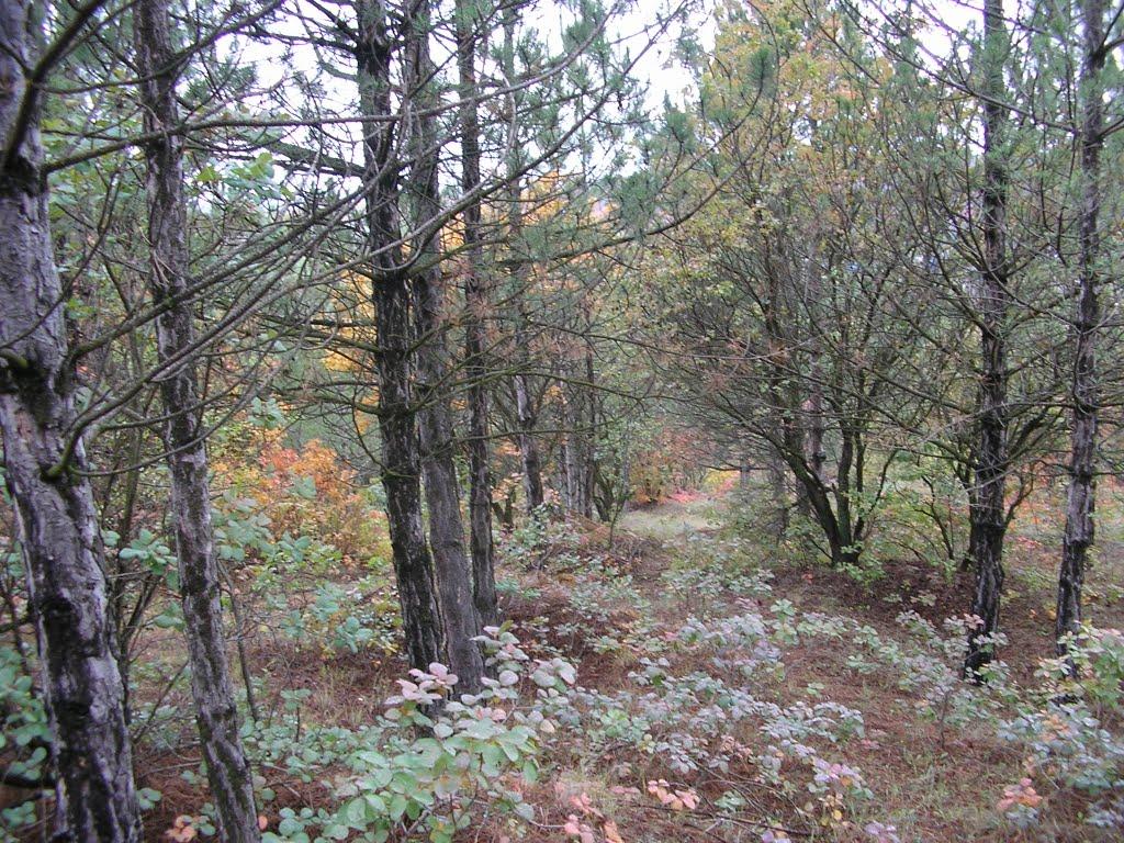 Дубове з panoramio.com - Дубове