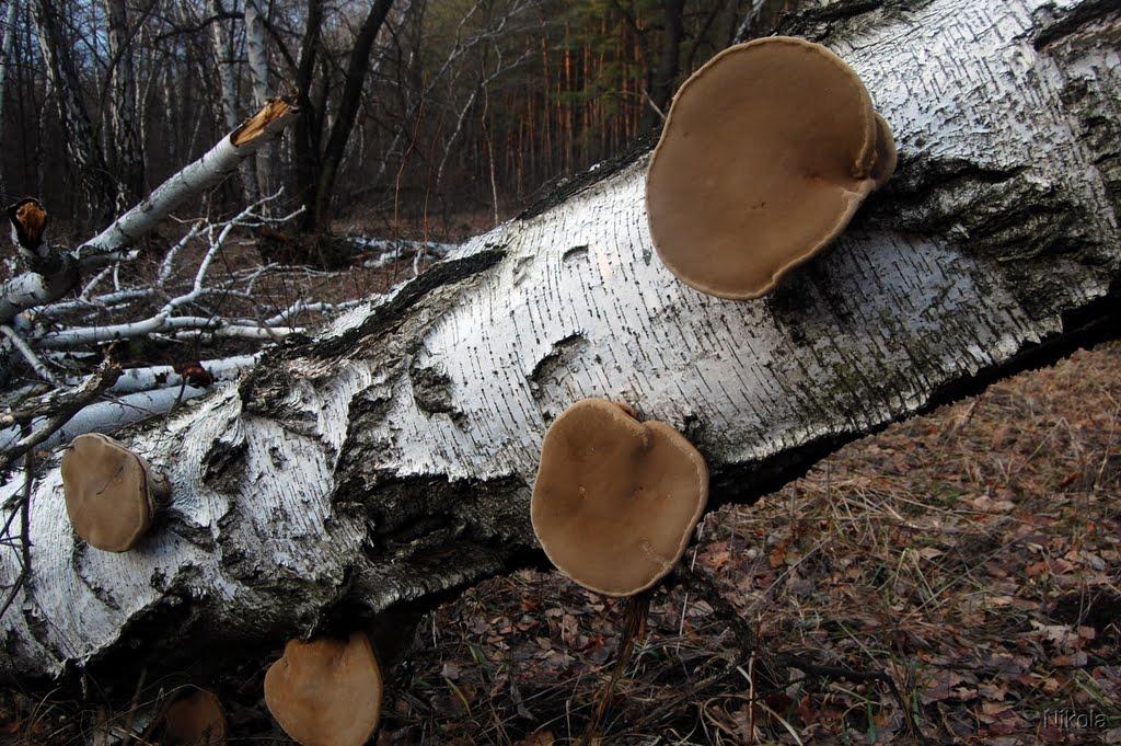 Муратове з panoramio.com - Муратово