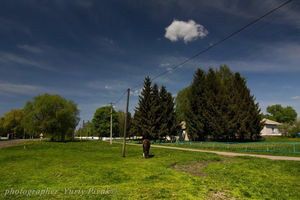 Сулимівка з panoramio.com - Сулимовка