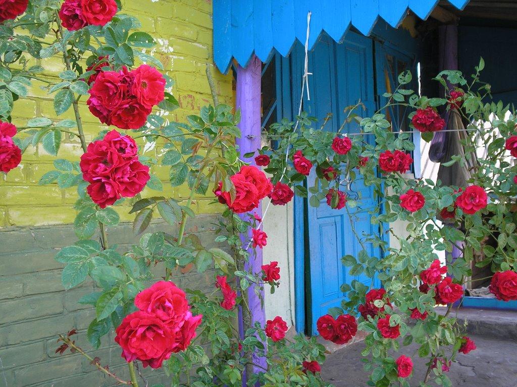 Боровичі з panoramio.com - Боровичі