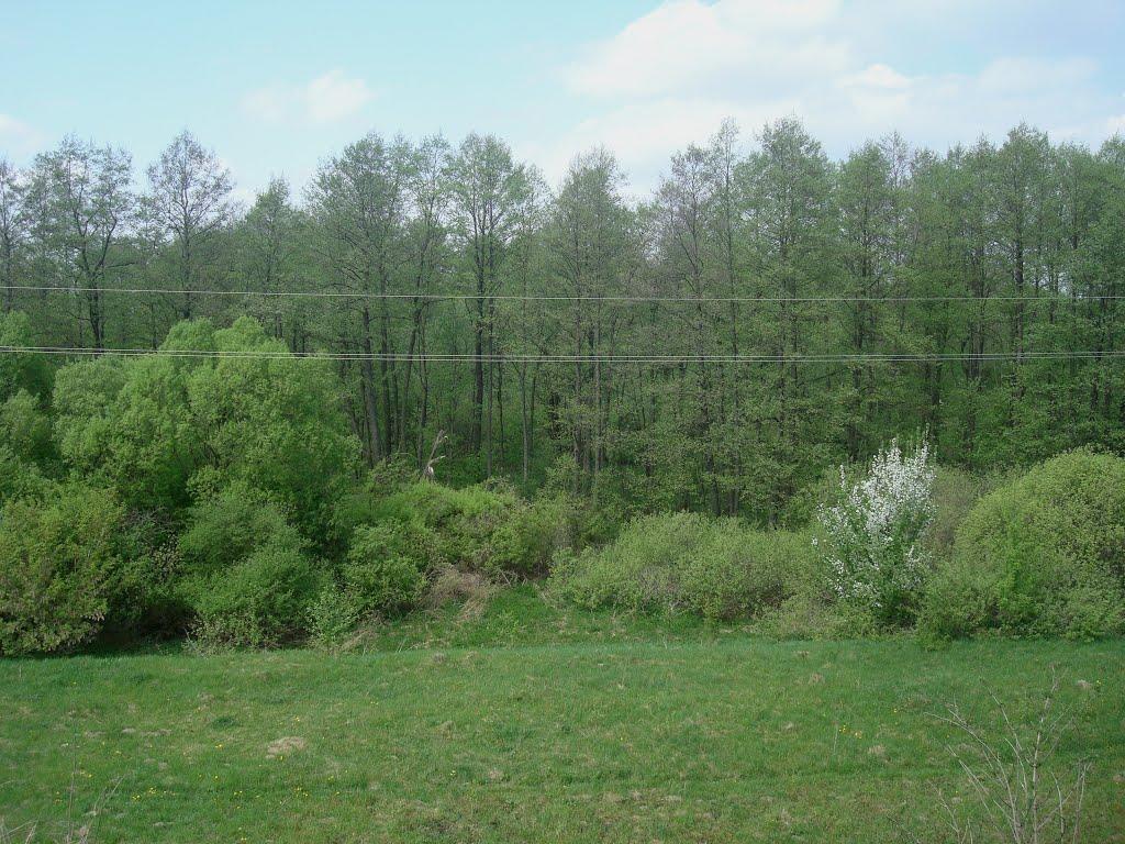 Великі Пузирки з panoramio.com - Великі Пузирки