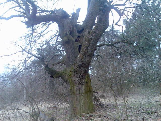 Циблі з panoramio.com - Цибли