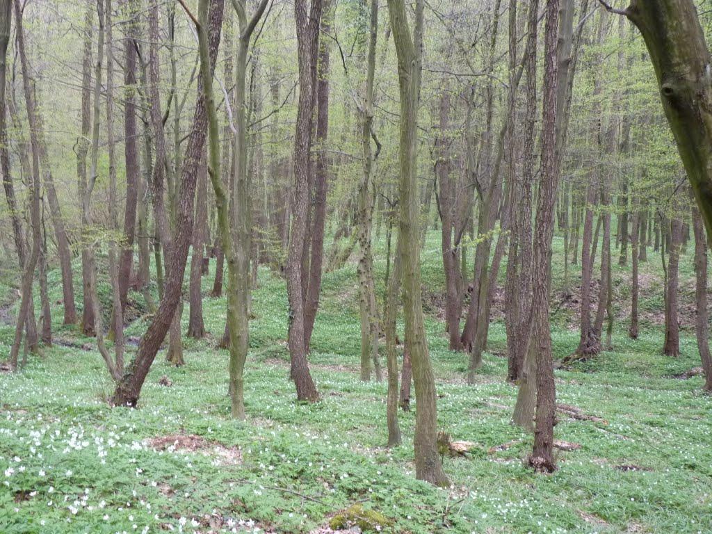 Букове з panoramio.com - Букове