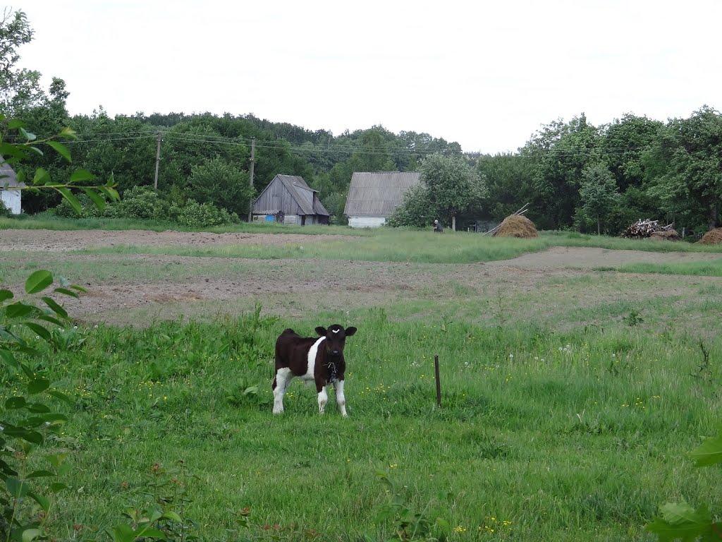 Писарівка з panoramio.com - Писарівка