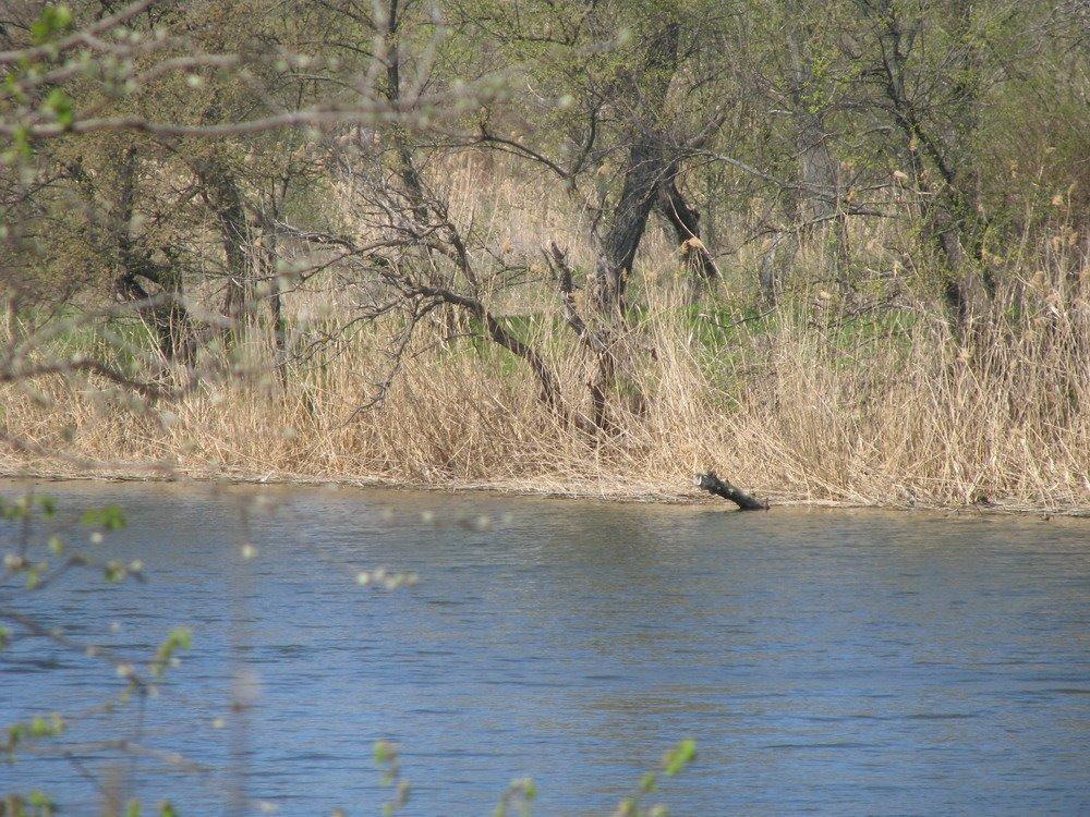 Червоногригорівка з panoramio.com - Червоногригоровка