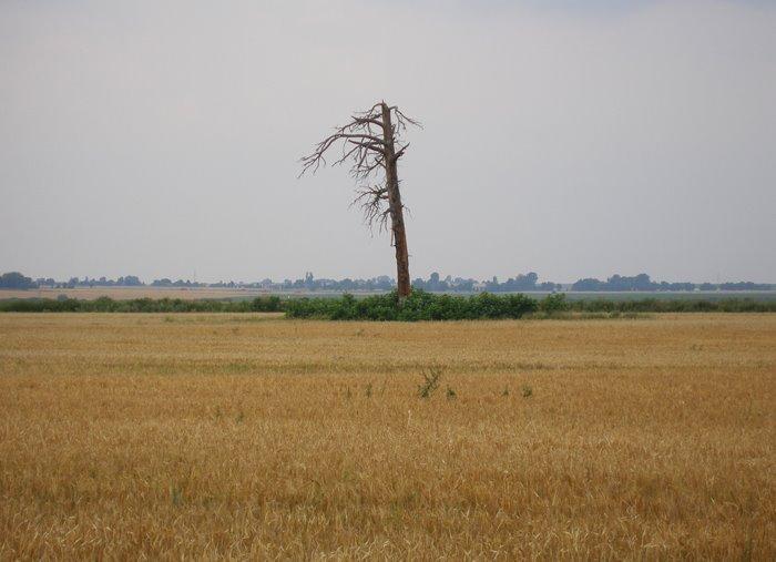 Угнів з panoramio.com - Угнів