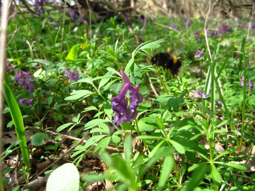 Плавні з panoramio.com - Плавни