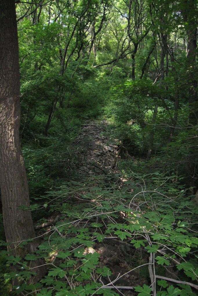 Маломиколаївка з panoramio.com - Малониколаевка