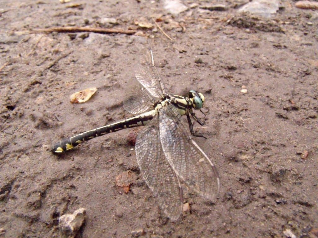 Старий Караван з panoramio.com - Старий Караван