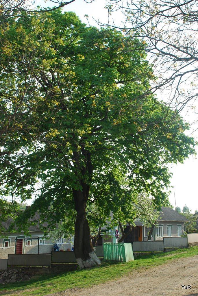 Русилів з panoramio.com - Русилов