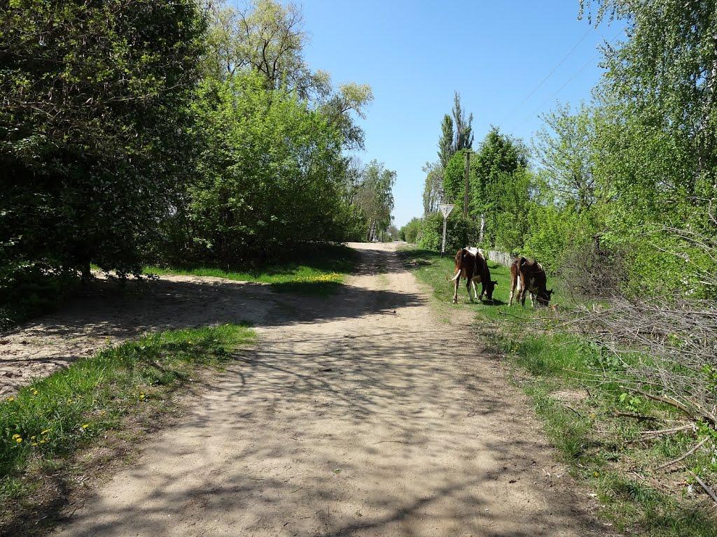 Писарівка з panoramio.com - Писарівка