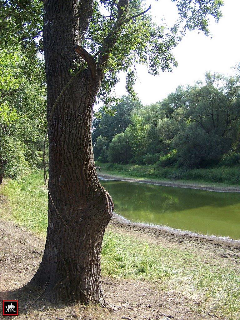 Соломоново з panoramio.com (ч.2) - Соломоново