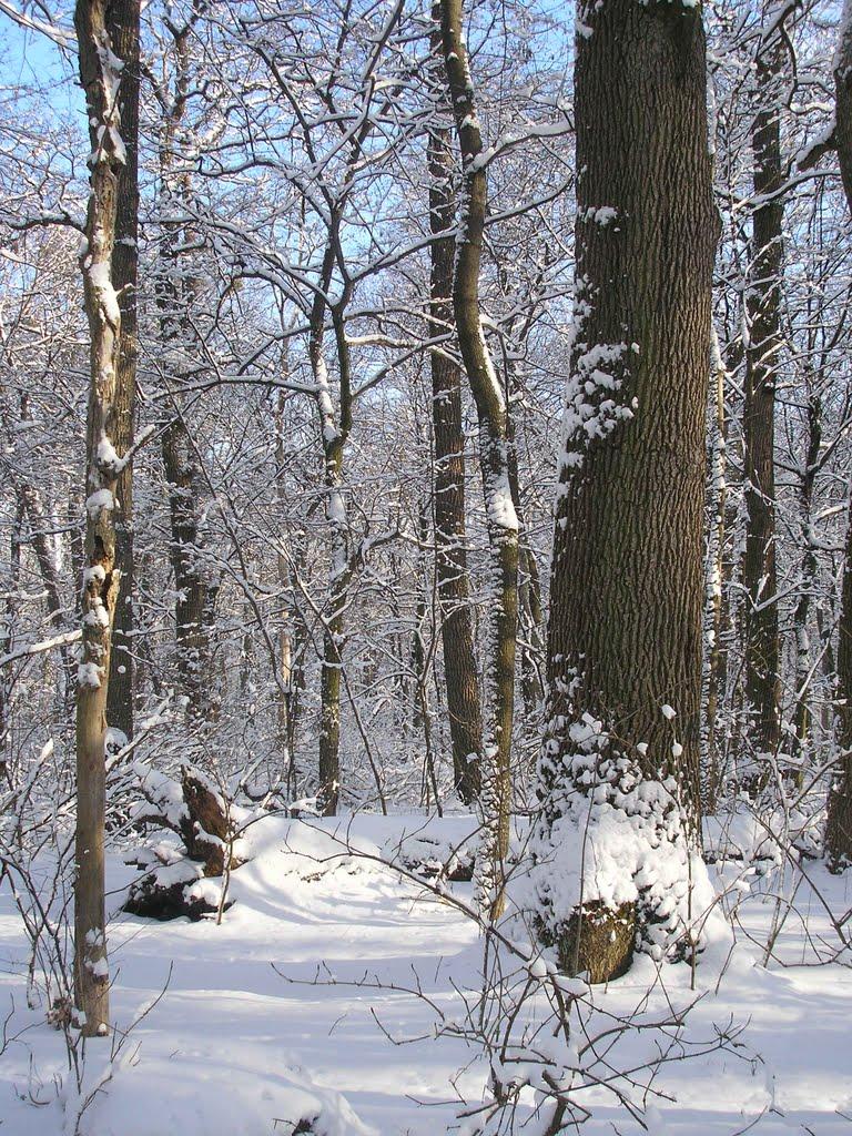 Цибулеве з panoramio.com - Цибулево