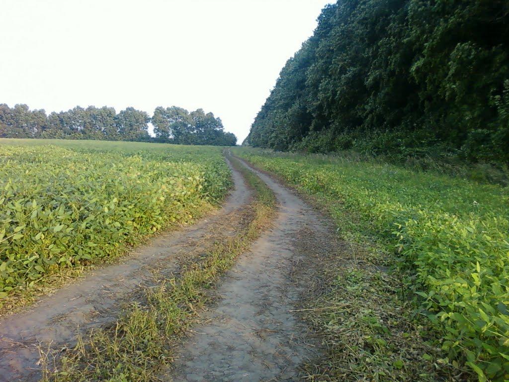 Сальник з panoramio.com - Сальник