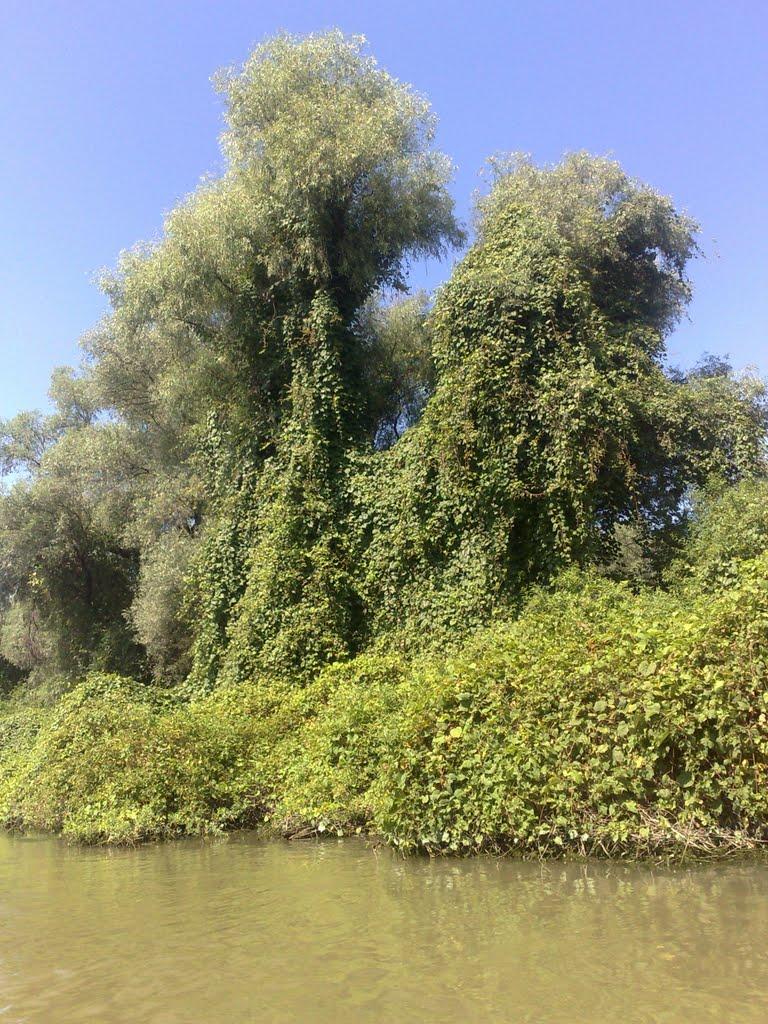 Дунайське з panoramio.com (ч.2) - Дунайское