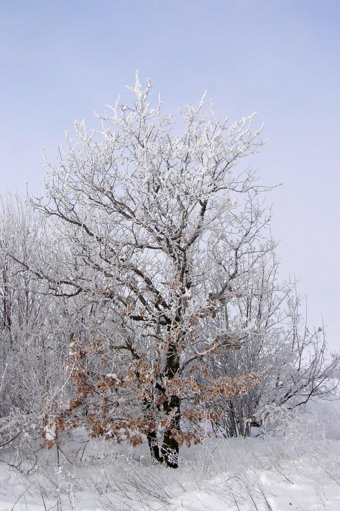 Дачне з panoramio.com - Дачное