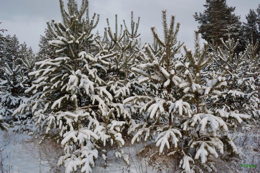 Осколонівка з panoramio.com - Осколонівка