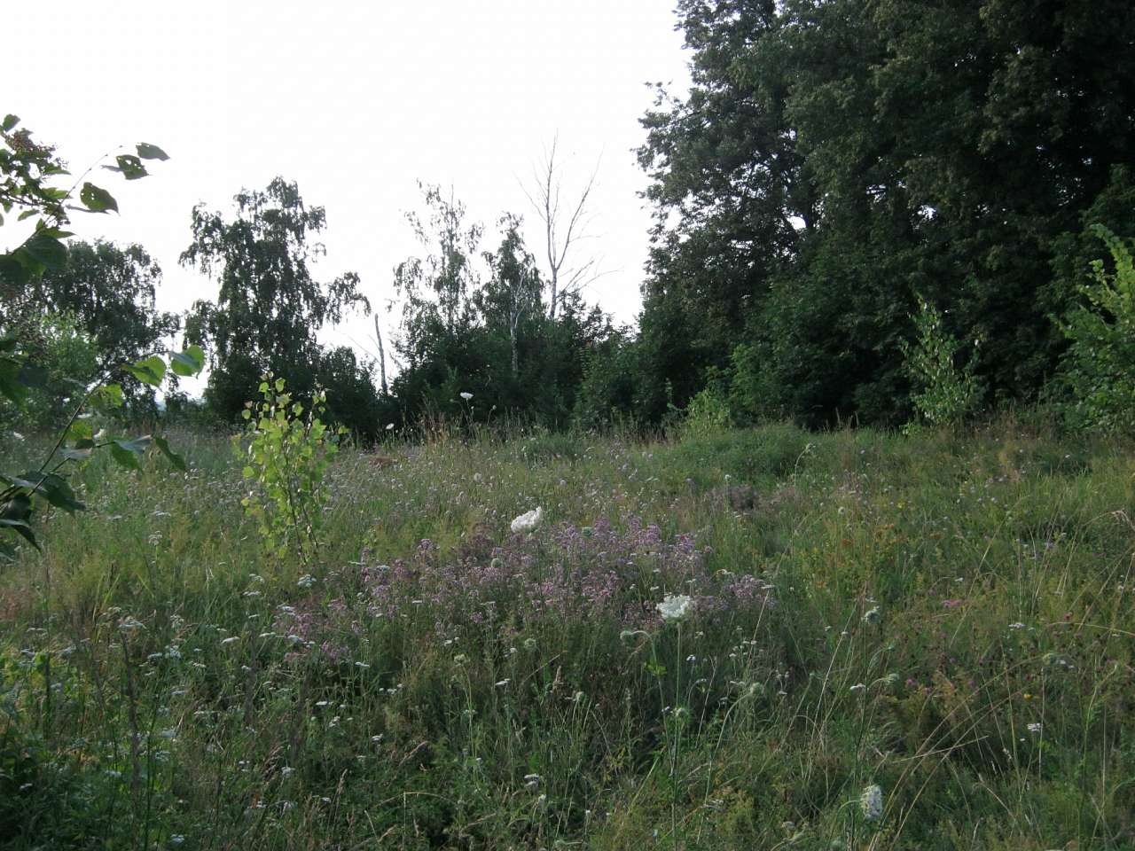 Любеч з panoramio.com - Любеч