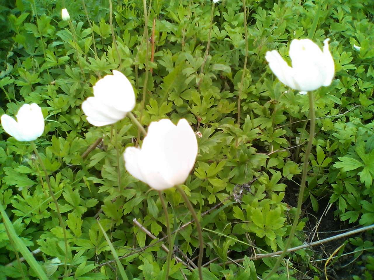 Болотня - Болотня