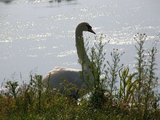 Горобіївка (фото) - Горобіївка
