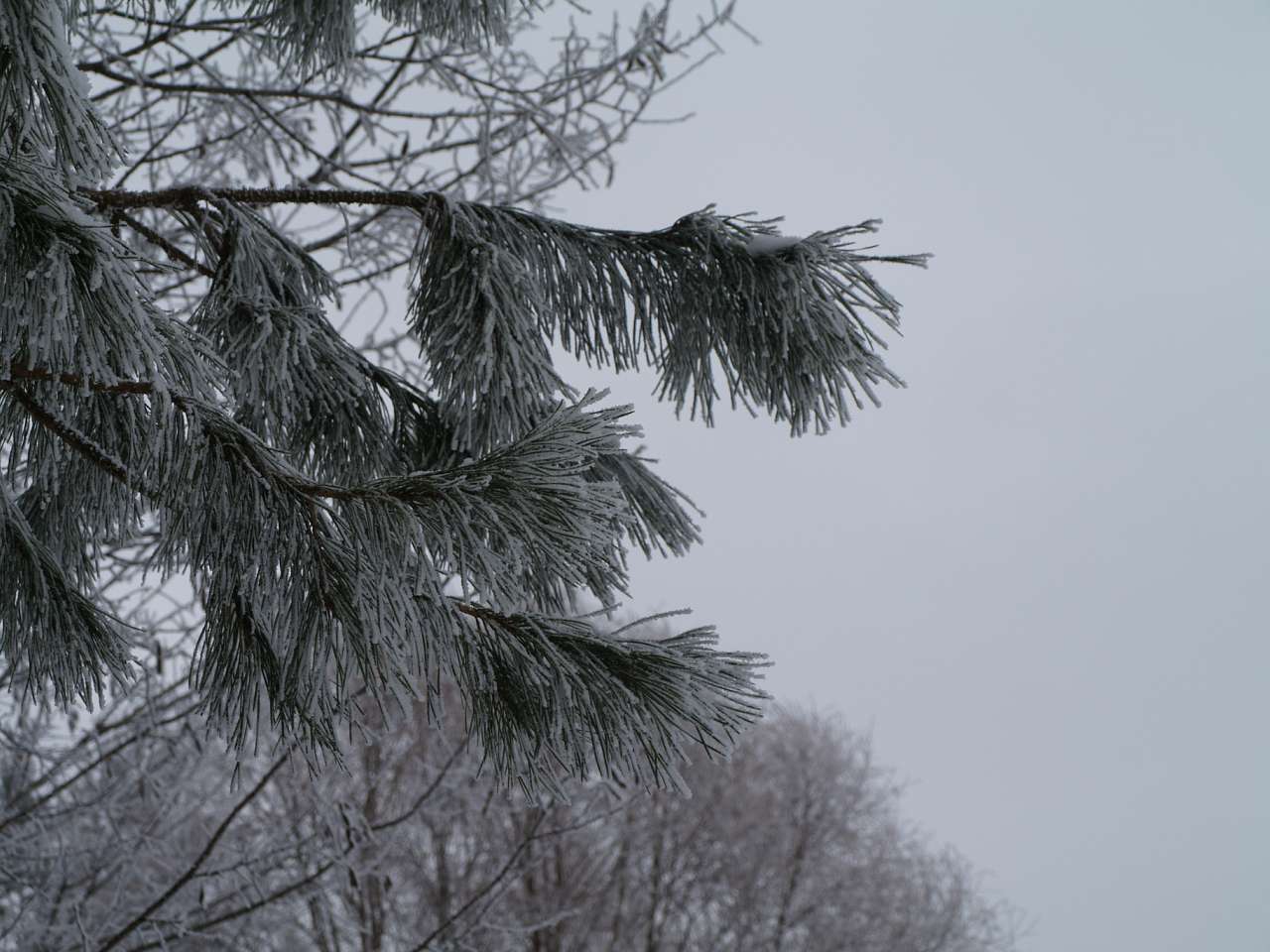 ЗИМА У НЕГРАШАХ - Неграши