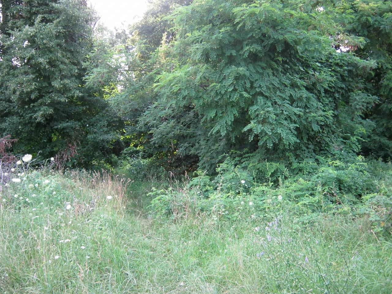 Любеч з panoramio.com - Любеч