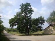 Серебринці з panoramio.com