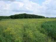 Оріхове з panoramio.com