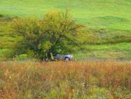 Рожаївка з panoramio.com