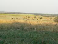 Орлинське з panoramio.com