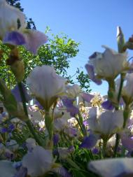 Черниш з panoramio.com