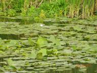 Лівенське з panoramio.com